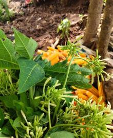 Tumpangsari di Ladang, Warga Perkuat Ketahanan Pangan Berbasis Lokal